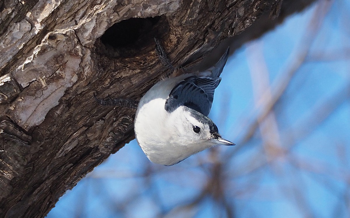White-breasted Nuthatch - ML51456501