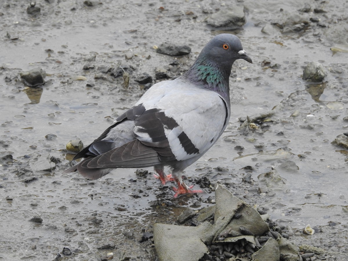 Rock Pigeon (Feral Pigeon) - ML514570051