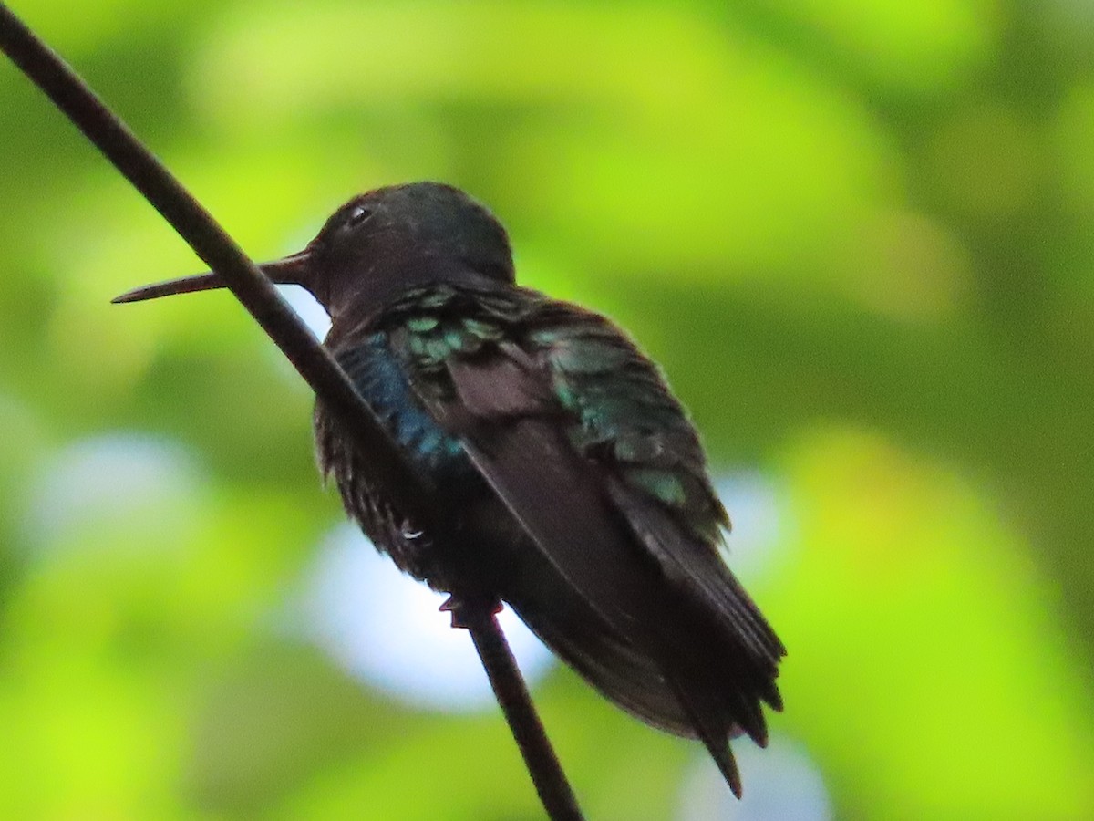 Violet-bellied Hummingbird - ML514574911