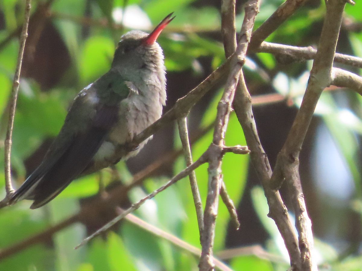 Violet-bellied Hummingbird - ML514574921