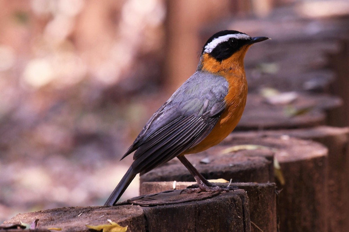 White-browed Robin-Chat - ML514584271