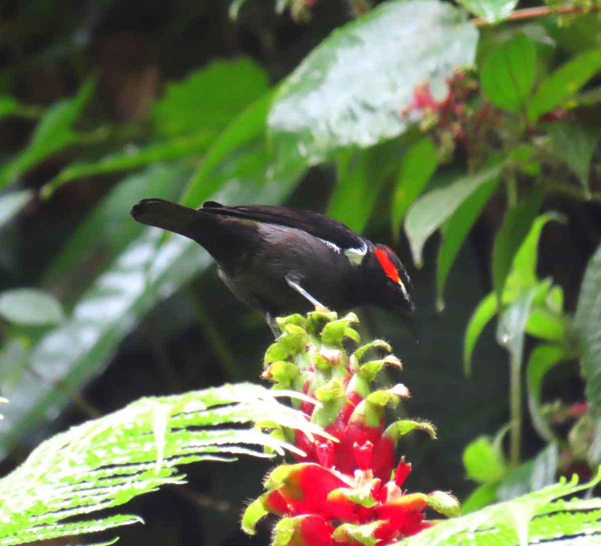 Scarlet-browed Tanager - ML514589381