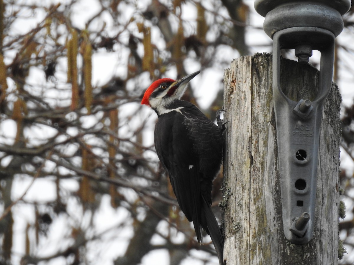 Pileated Woodpecker - David Olsen