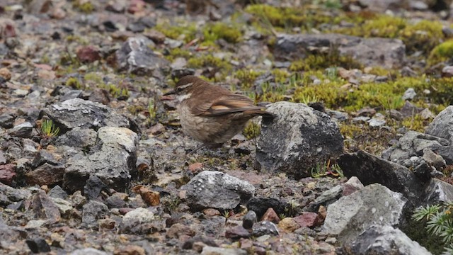 Chestnut-winged Cinclodes - ML514595761