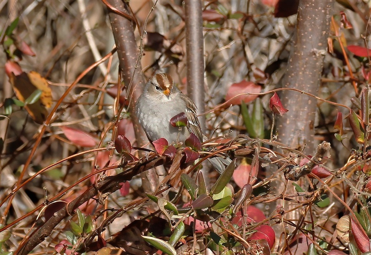 Ebird Checklist Dec Old Lyme Smith Neck Road Boat Ramp