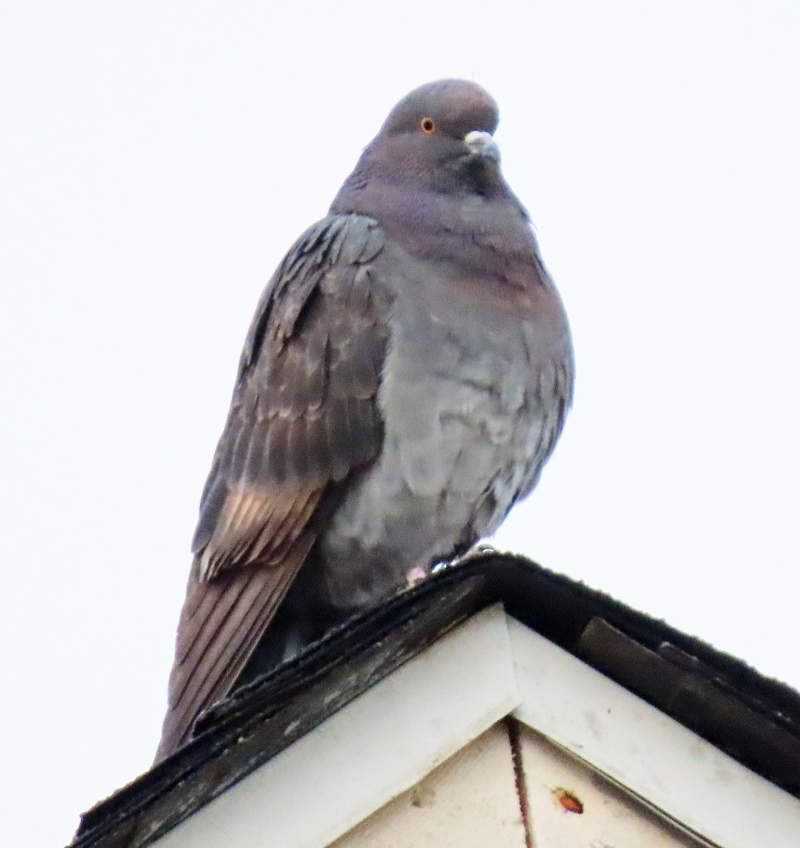 Rock Pigeon (Feral Pigeon) - ML514604391