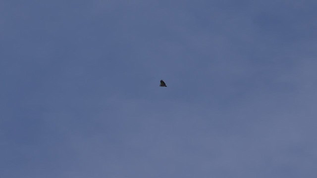 Black-chested Buzzard-Eagle - ML514605101