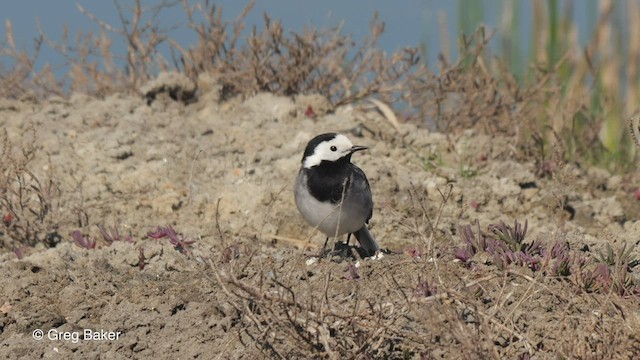 White Wagtail (White-faced) - ML514609761