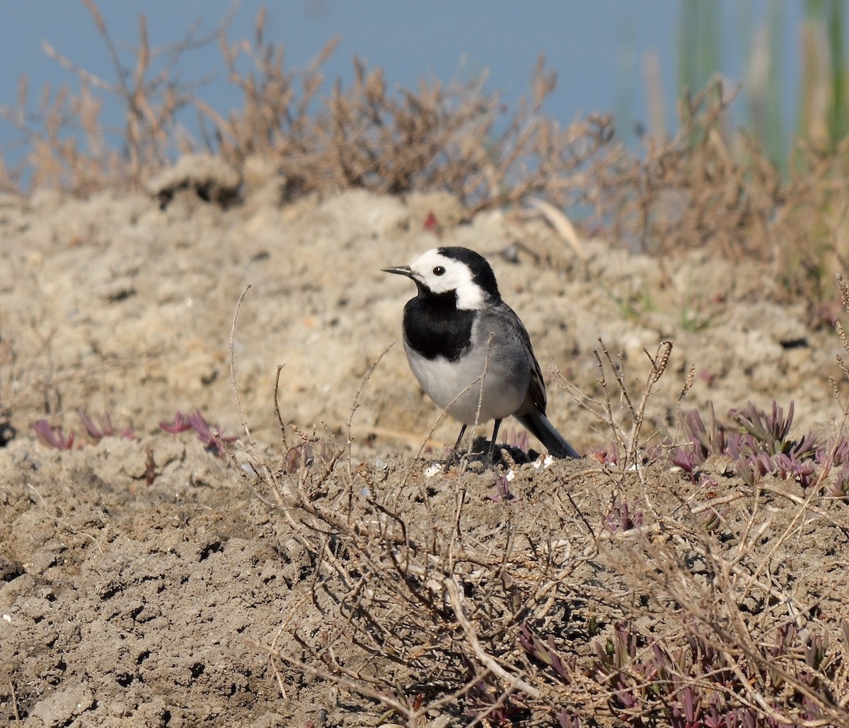 White Wagtail (White-faced) - ML514610831