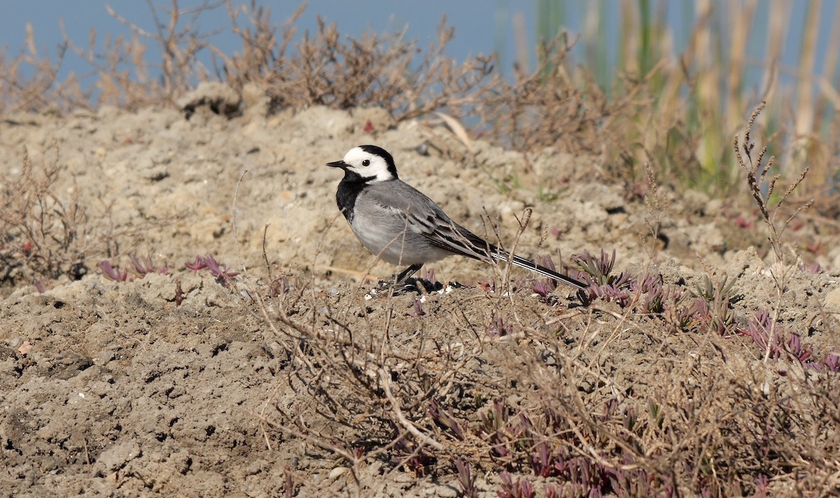 White Wagtail (White-faced) - ML514610841