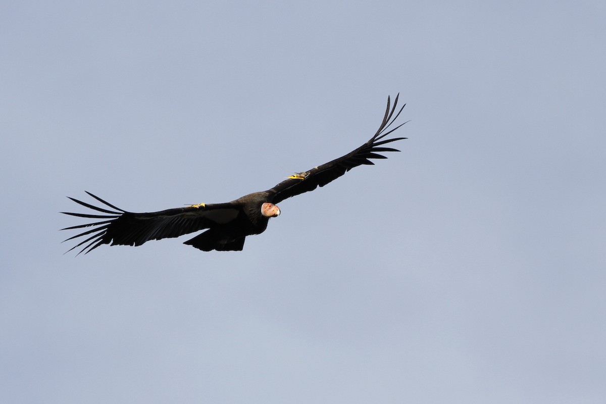 California Condor - ML51462151