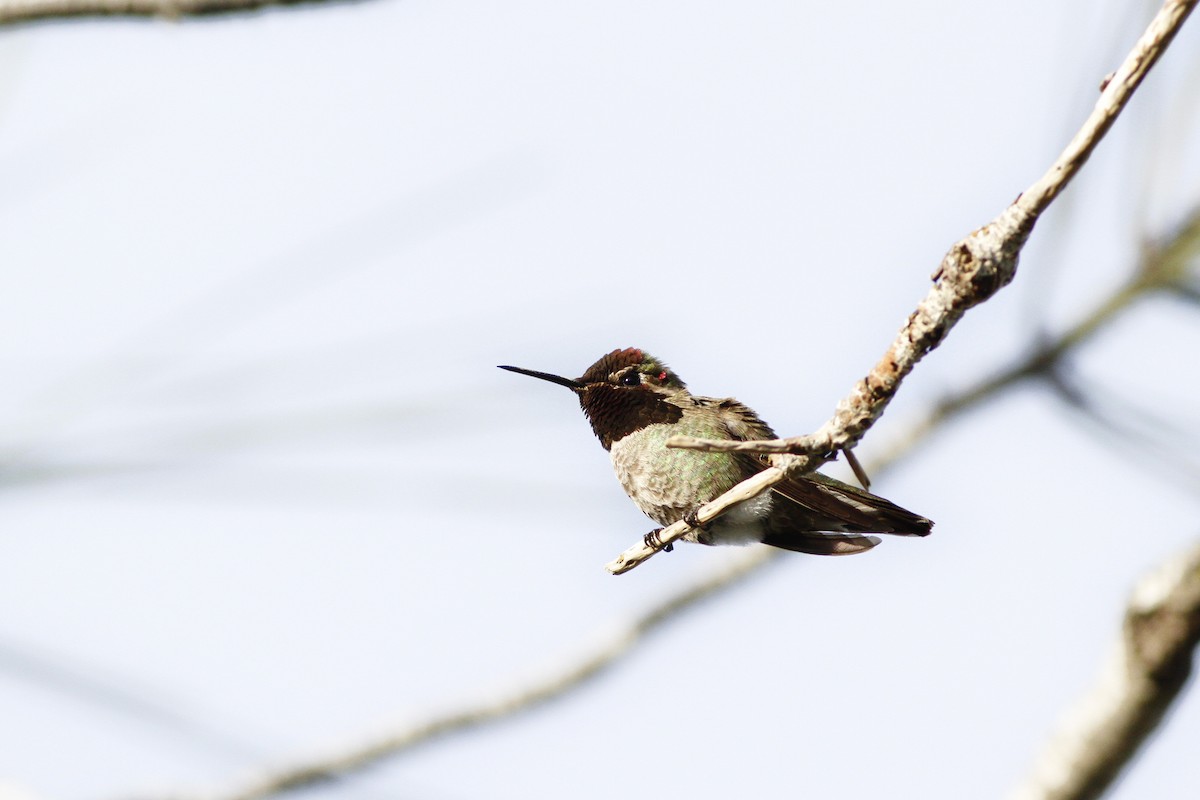 Anna's Hummingbird - ML51462301