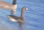 Greater White-fronted Goose - ML514624841