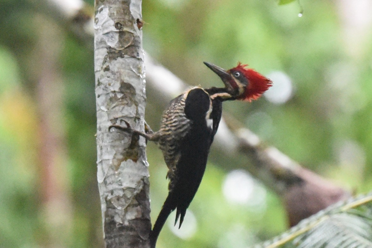 Lineated Woodpecker - Nick Moore