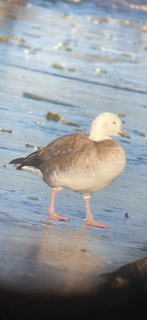 Snow x Cackling Goose (hybrid) - ML514626221