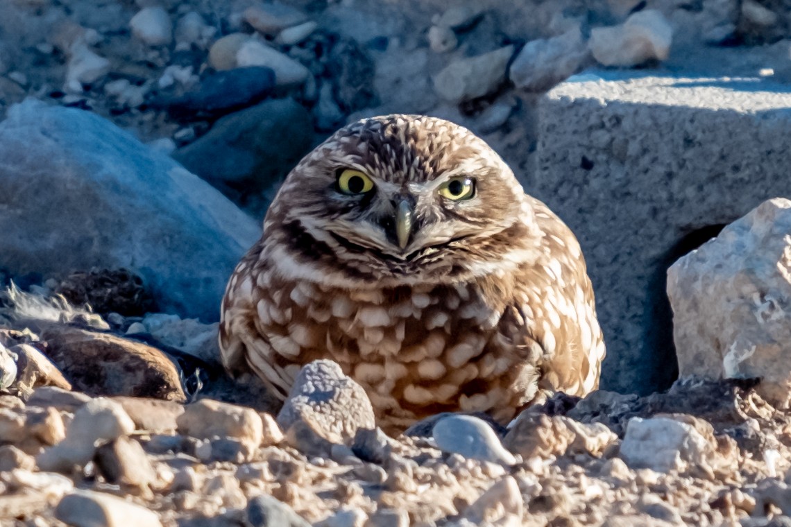 Burrowing Owl - ML514629031