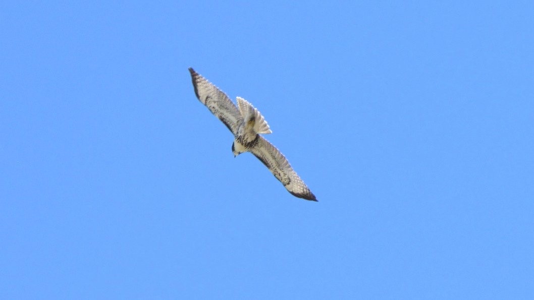 Rufous-tailed Hawk - ML514630971