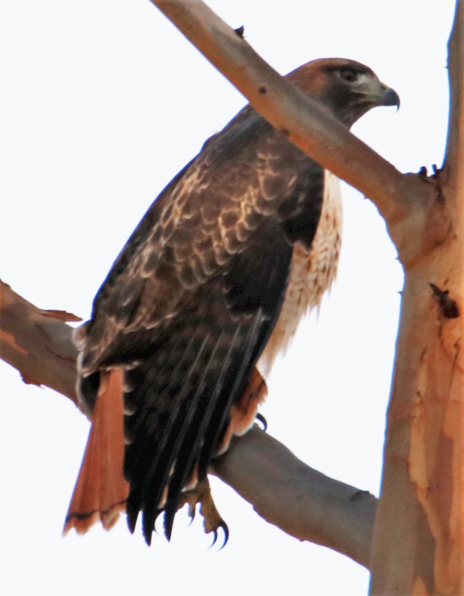 Red-tailed Hawk - ML514634421