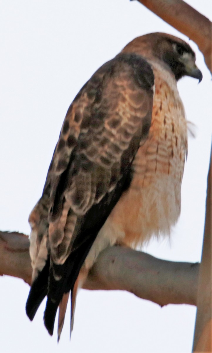 Red-tailed Hawk - ML514634431