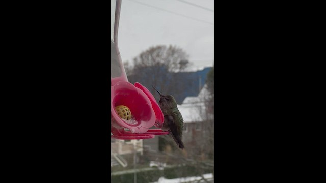 Anna's Hummingbird - ML514636091