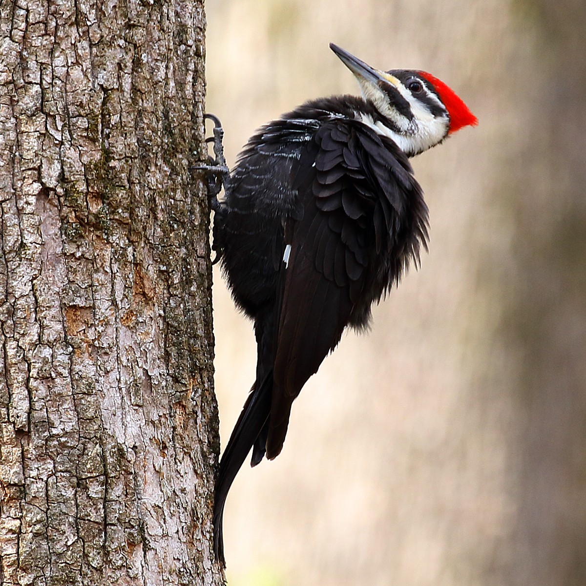 Pileated Woodpecker - ML51463721