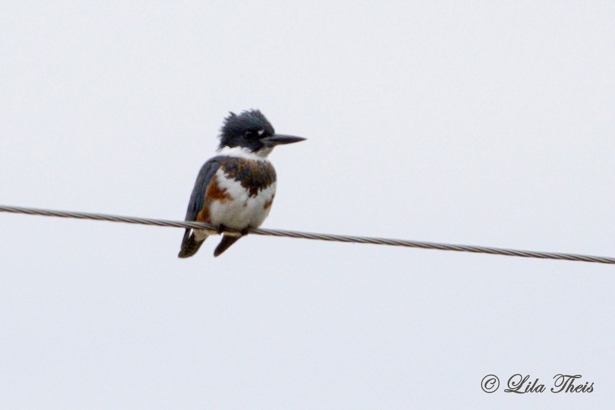 Belted Kingfisher - ML514637251