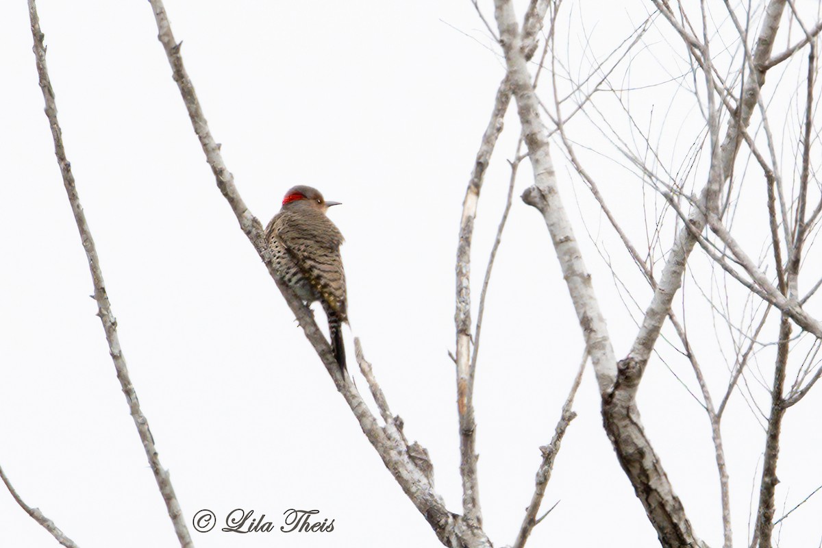Northern Flicker (Yellow-shafted) - ML514637791