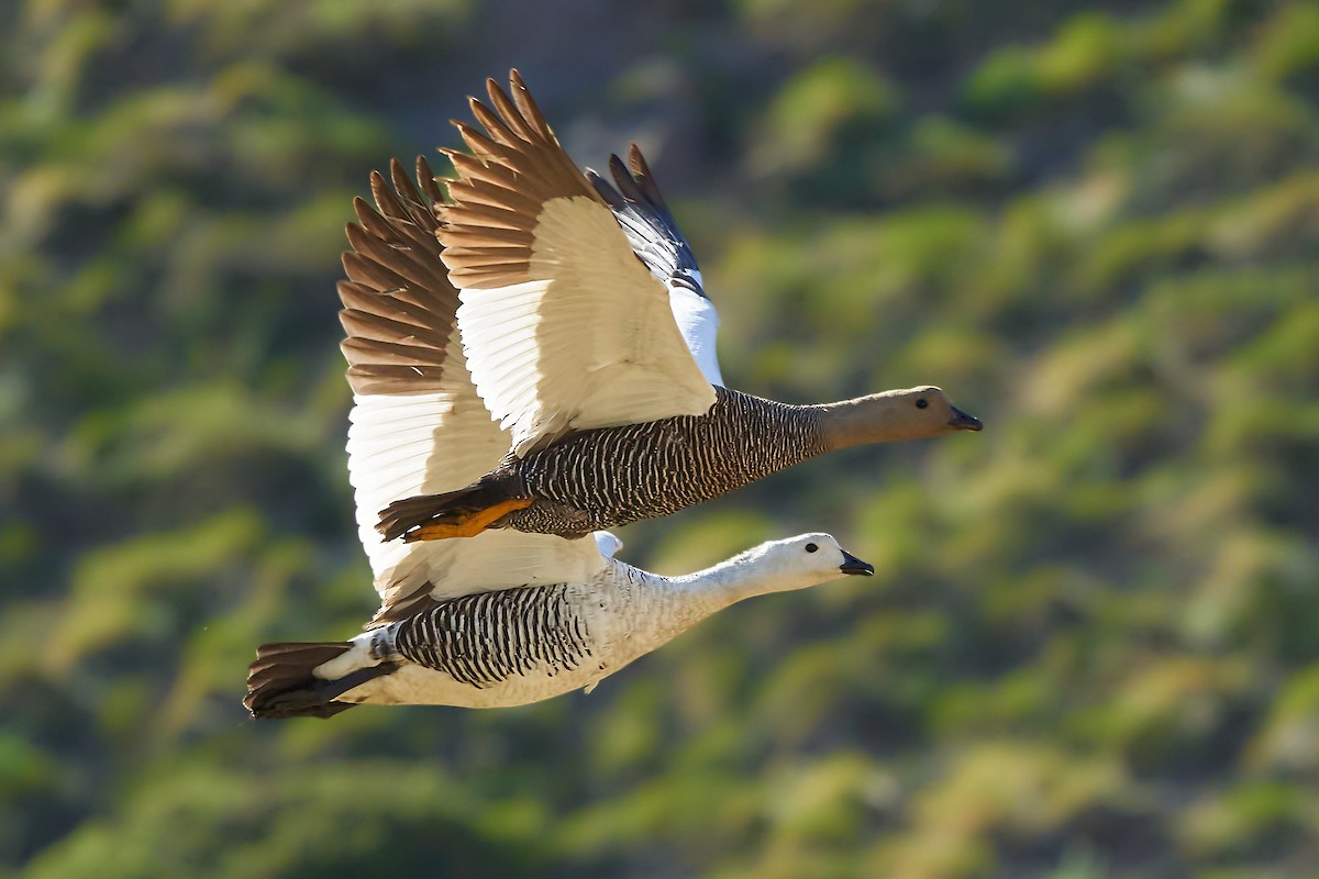 Upland Goose - Hederd Torres García