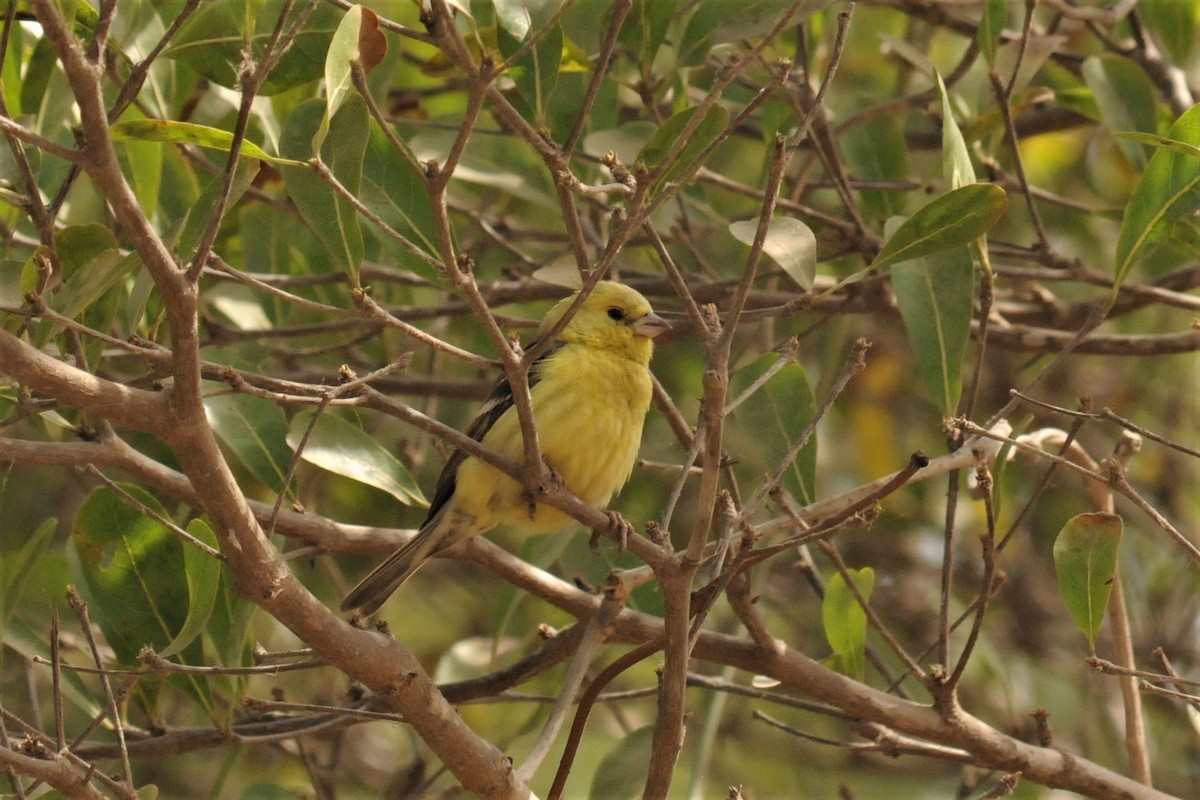 Sudan Golden Sparrow - Bruce Mast
