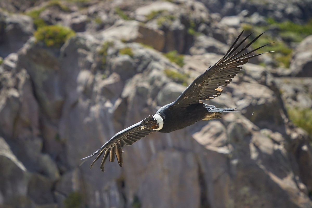 Andean Condor - Hederd Torres García