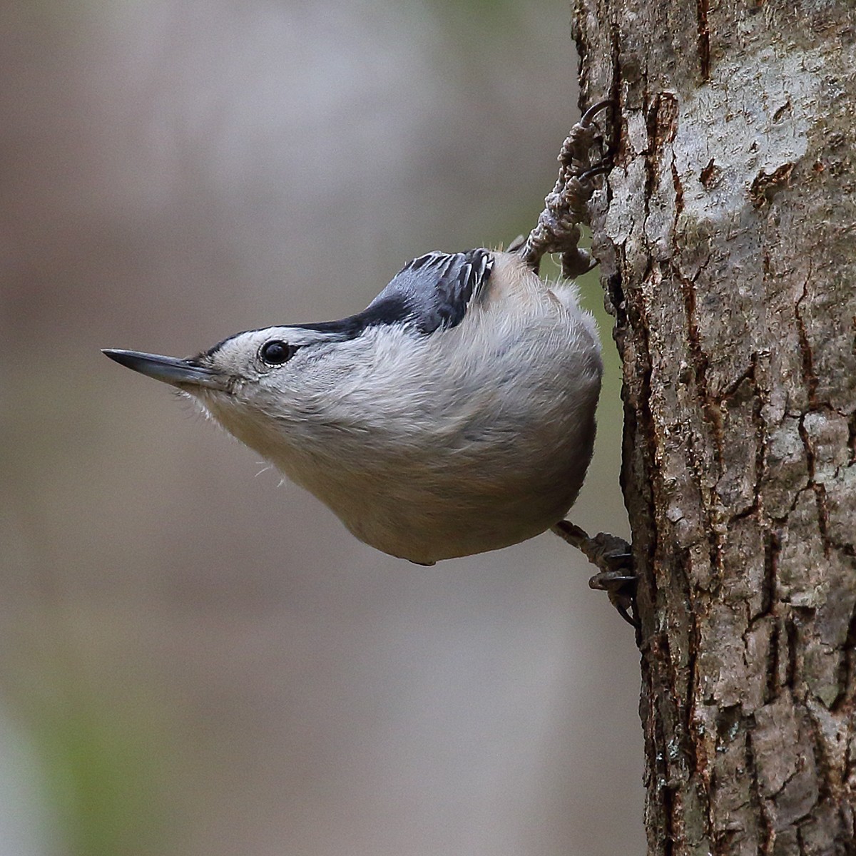White-breasted Nuthatch - ML51463961