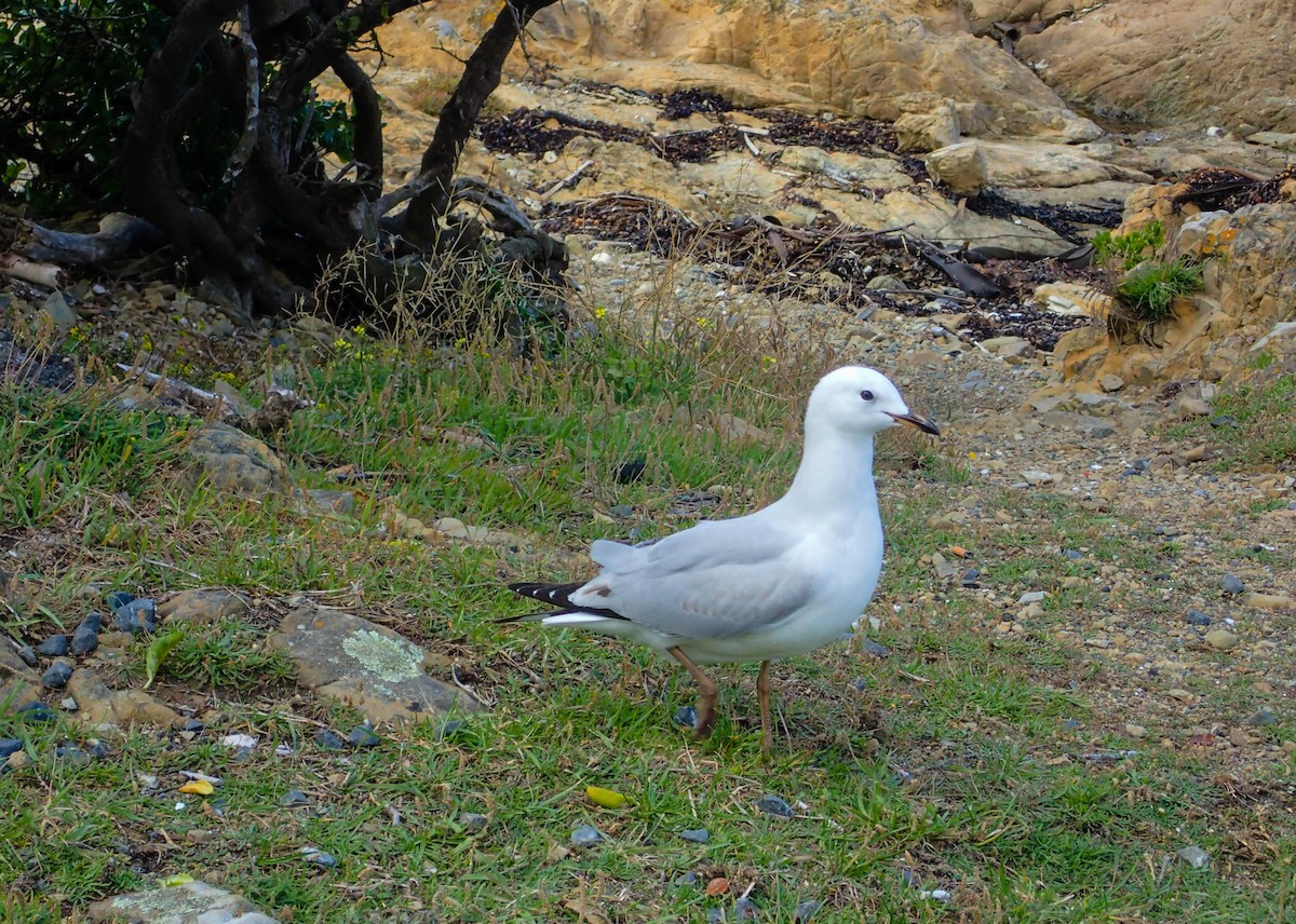 Silver Gull (Red-billed) - ML51464171