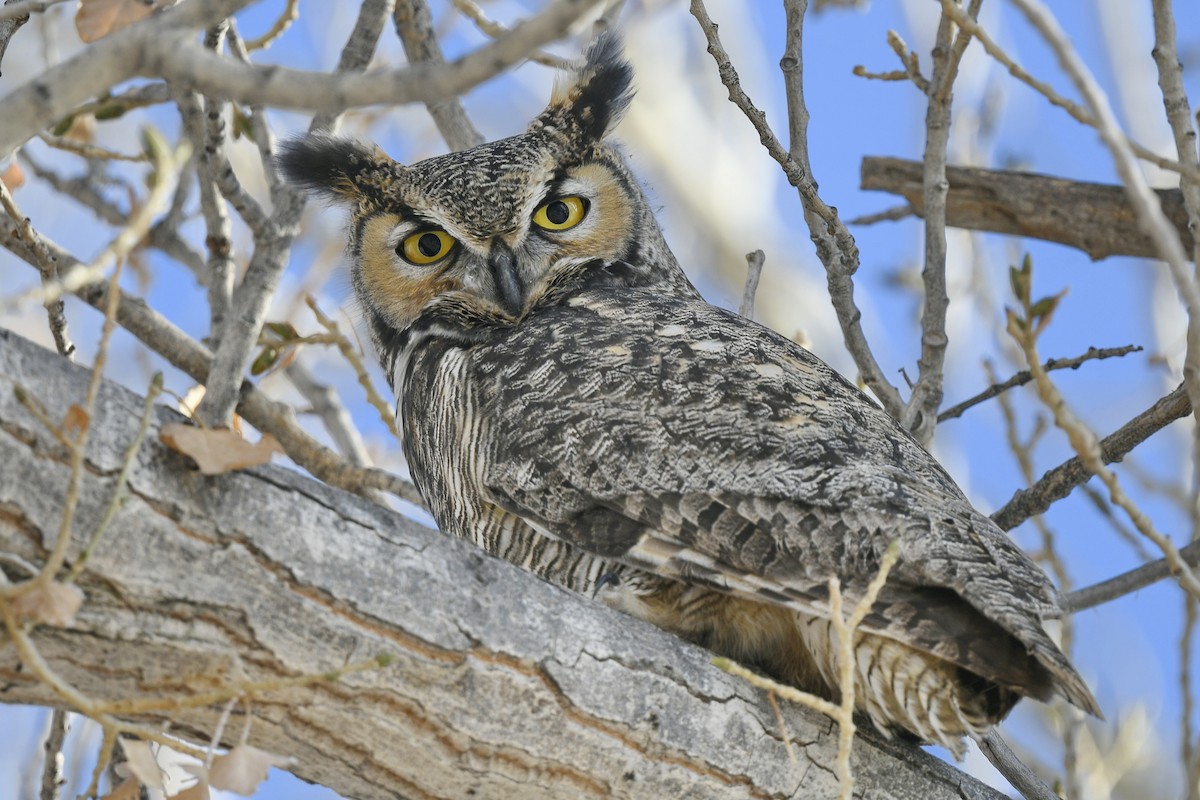 Great Horned Owl - Ben  Sonnenberg