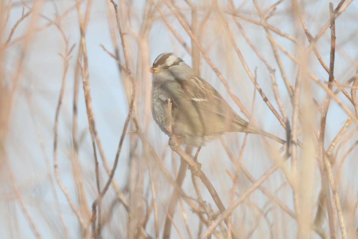 White-crowned Sparrow - ML514654311