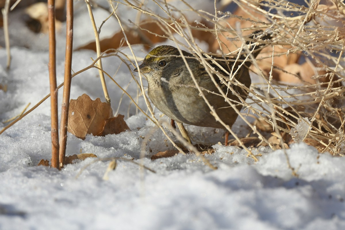 Golden-crowned Sparrow - ML514654381