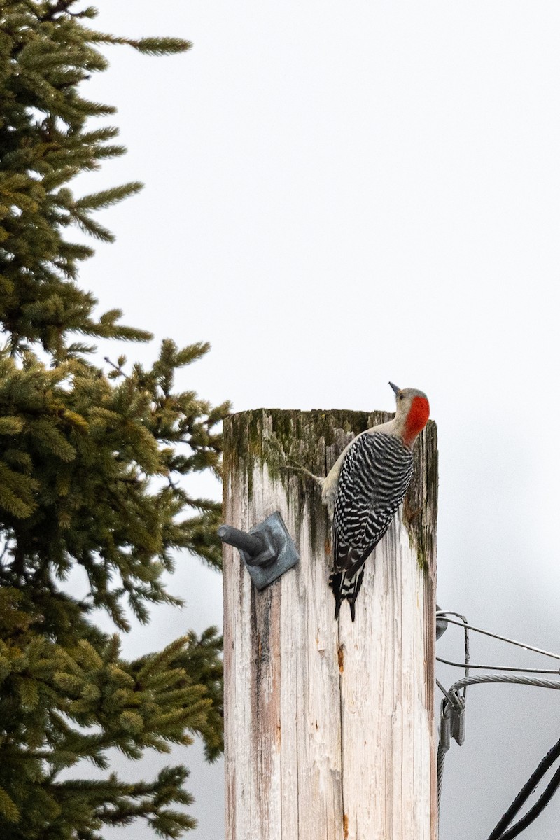 Red-bellied Woodpecker - ML514657391