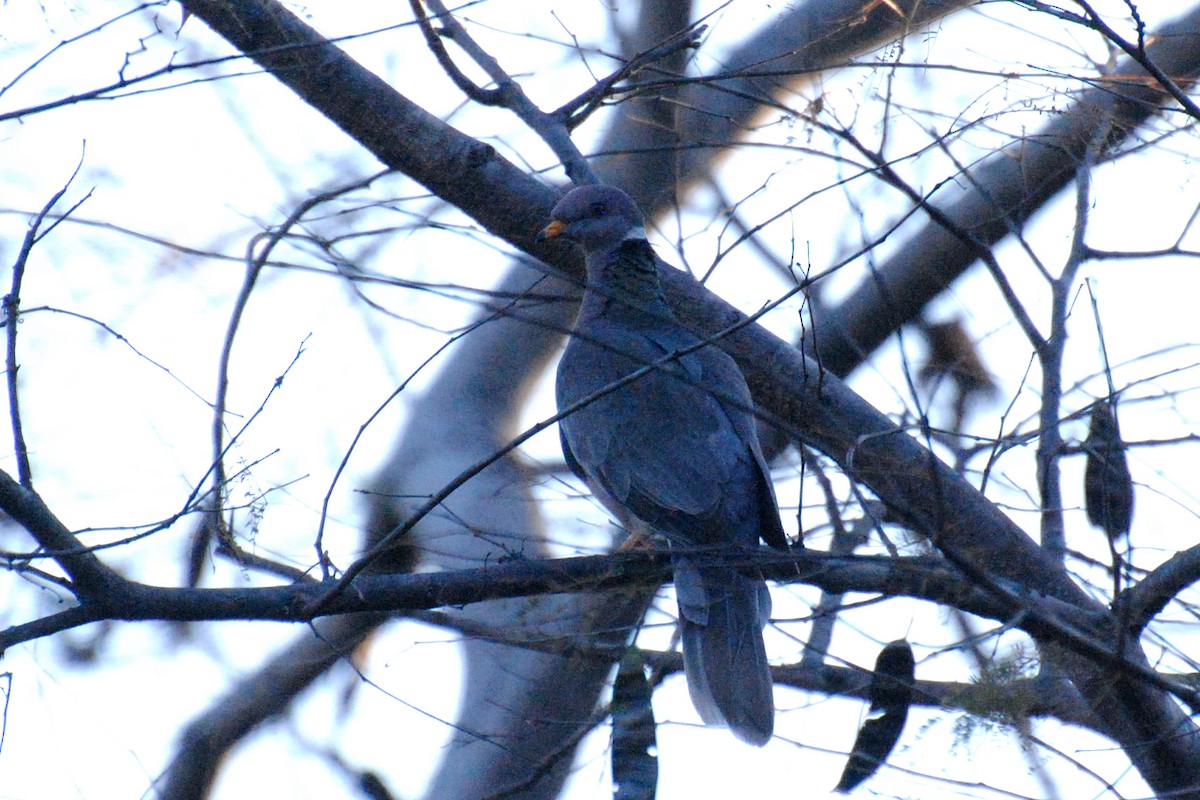 Band-tailed Pigeon - ML514659411