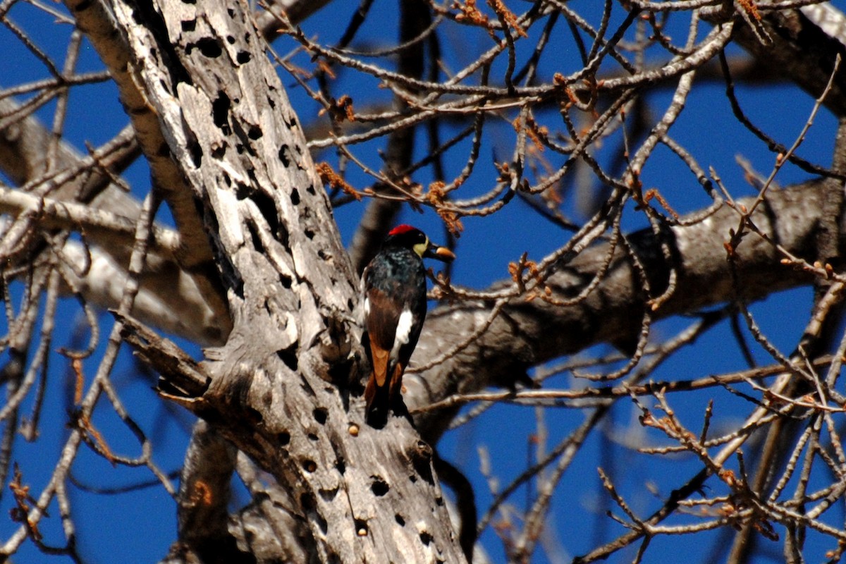 Acorn Woodpecker - ML514659541