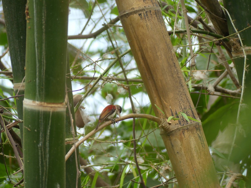 Scarlet-backed Woodpecker - ML514670321