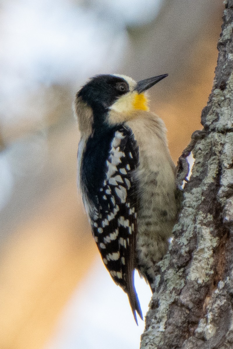 White-fronted Woodpecker - ML514670971