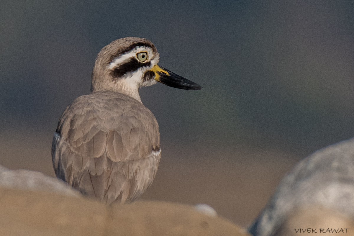 Great Thick-knee - ML514672161
