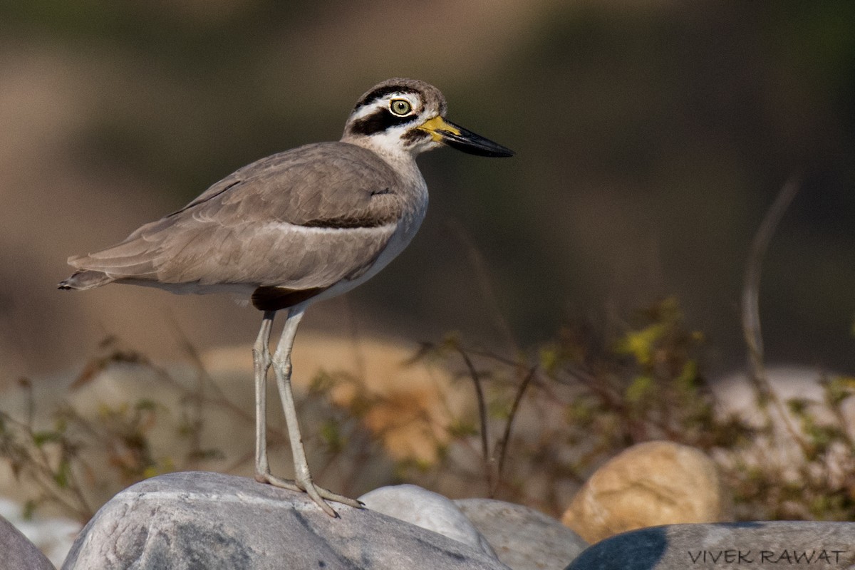 Great Thick-knee - ML514672171