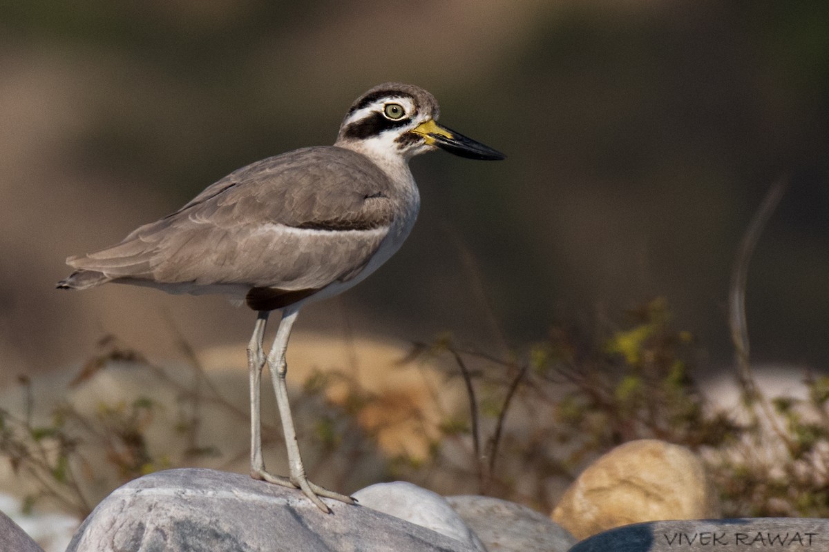 Great Thick-knee - ML514672181