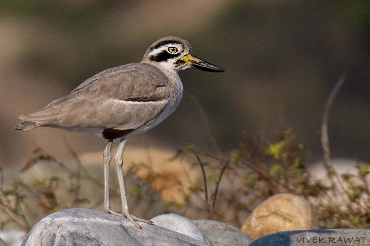 Great Thick-knee - ML514672191