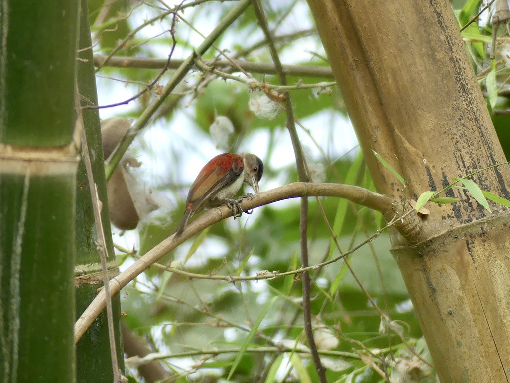 Scarlet-backed Woodpecker - ML514673781