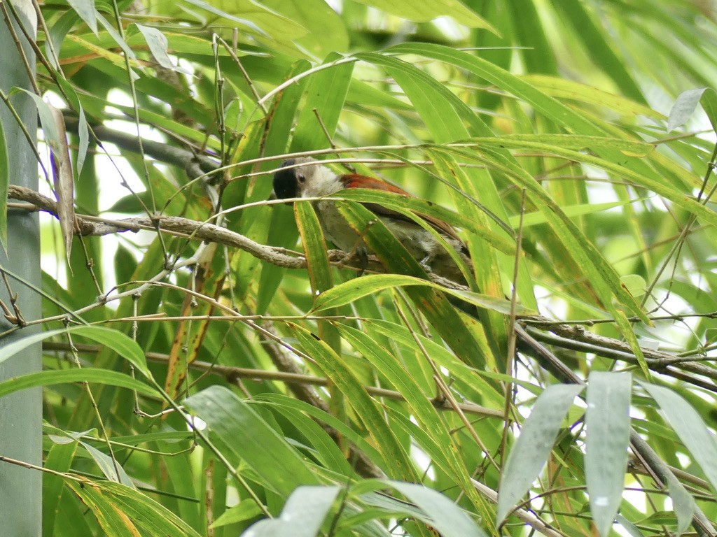 Scarlet-backed Woodpecker - ML514673861