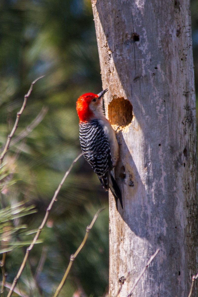 Red-bellied Woodpecker - Jeffery Sole