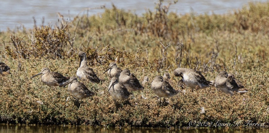 Long-billed Dowitcher - ML514681531