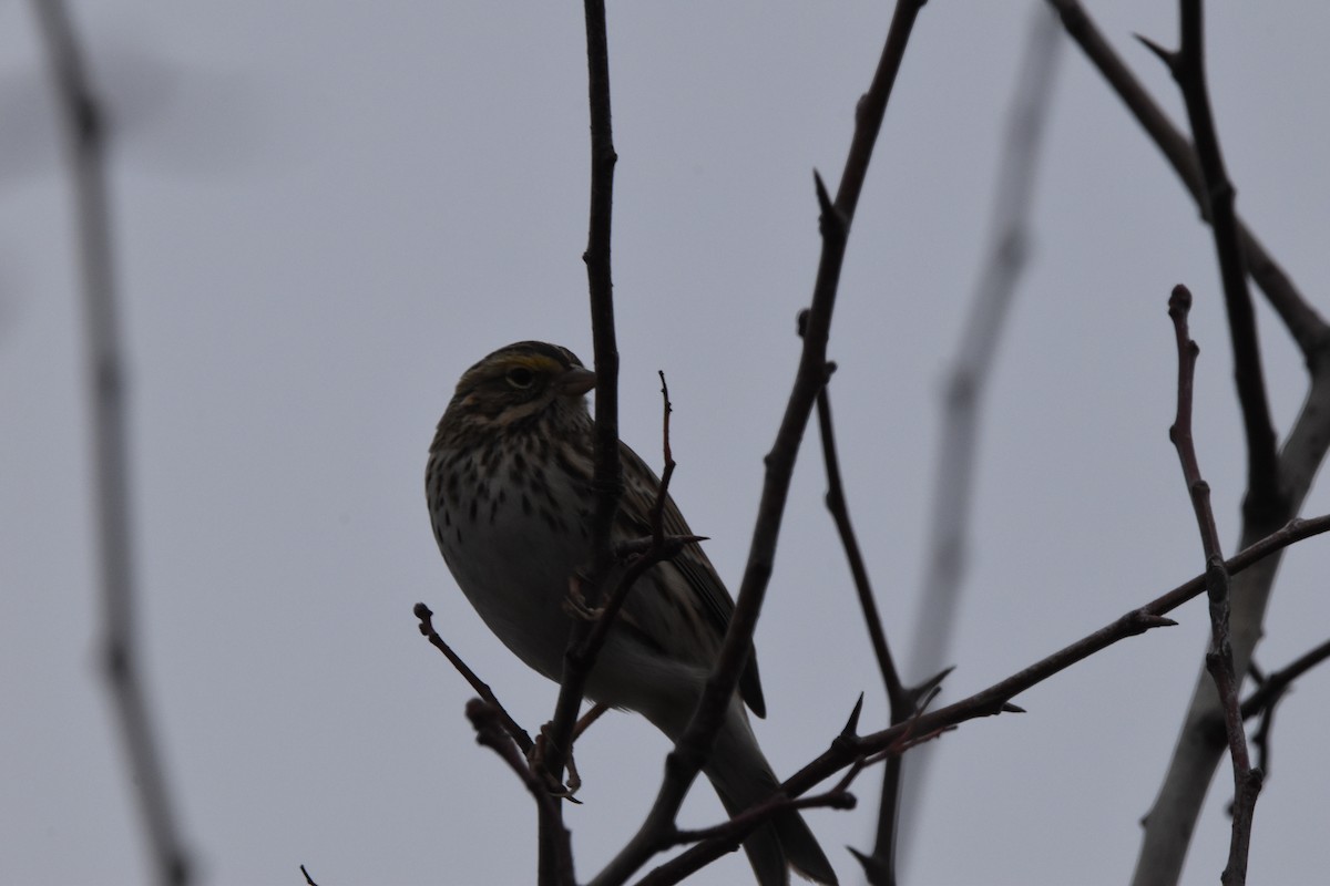Savannah Sparrow - ML514684981