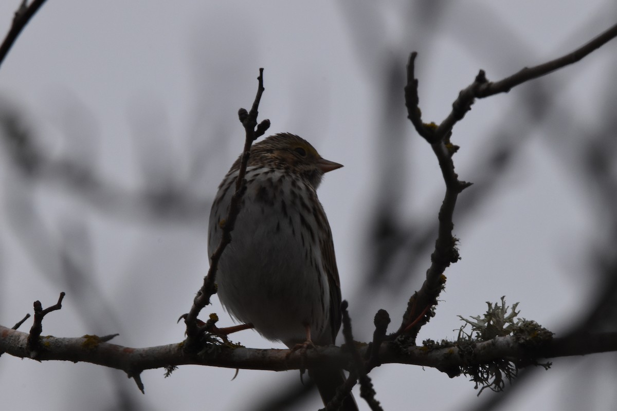 Savannah Sparrow - ML514685011